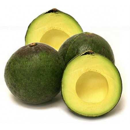 Bio-Avocados “Reed” 🥑