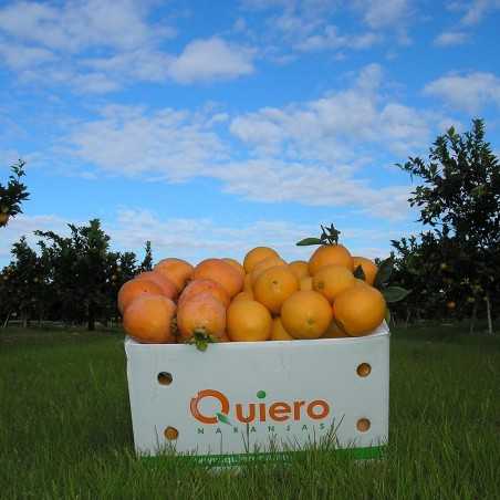 Oranges Bio de table enveloppées en papier de soie 20 kg