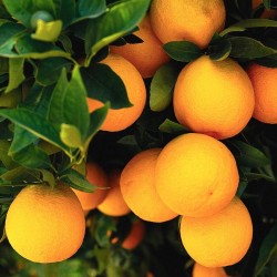 Naranjas Empapeladas Mesa 20 kg