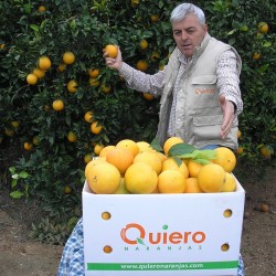 Naranjas Empapeladas Mesa 20 kg