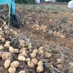 New Potatoes - 5 Kg