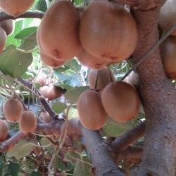 Kiwis, Bio-Mangos, Aguacates"Hass", Bio-Plátanos de canarias   5 kg