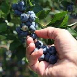 Blueberry jam Organic 240 g