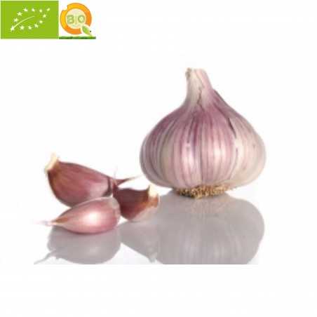 Organic Garlic Purple 240-260 g (ajo morado)