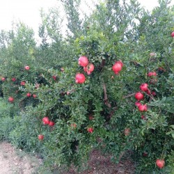 Pomegranate Fresh juice 5 kg (acco)