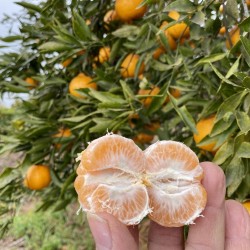 Mandarina aromatica variedad Comuna 1 kg NO DISPONIBLE