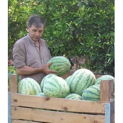 Sandia 1- Melon 2 - 13 -15 kg