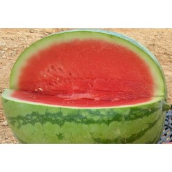 Sandia 1- Melon 2 - 13 -15 kg