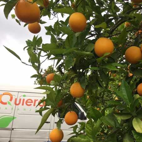 Oranges écologiques pour faire du Jus 15 kg