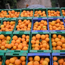 Orange Juice 15 kg