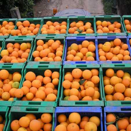 Oranges écologiques pour faire du Jus 15 kg