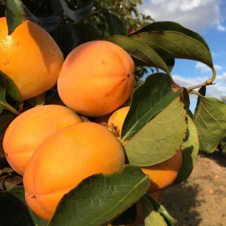 Mandarines bio 7 kg, Kakis bio 3 kg - 10 kg (mandarina y kaki)