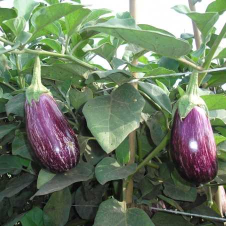 Organic Eggplants and Green Peppers 5 Kg (beren y pimi)