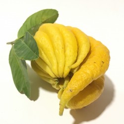 Mano de Buda ecológico - 1 fruta,