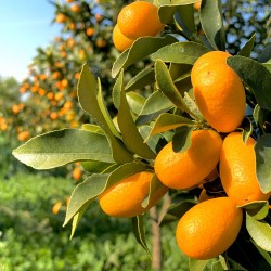 Kumquat Ecológicos 1 kg