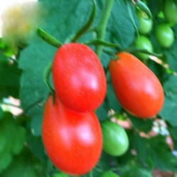 Tomate Cherry Pera 1 kg