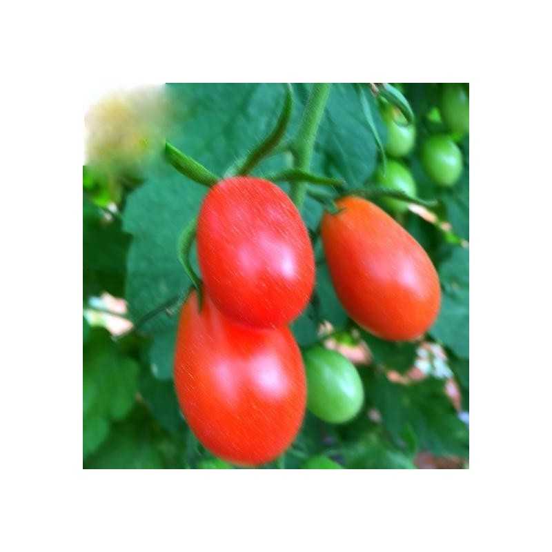Tomate Cherry Pera 1 kg