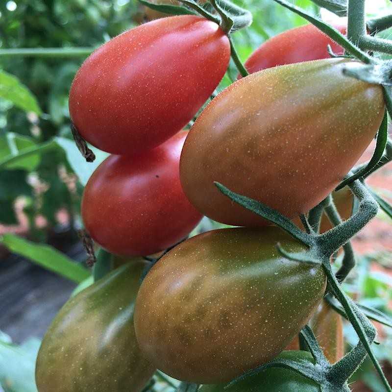 Cherry tomato Pear 1 kg