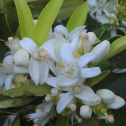 Bio-Flor de azahar Ecológica -- 35 g