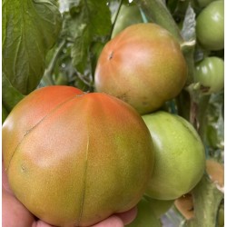 Tomate Valence (Optima) 4 kg