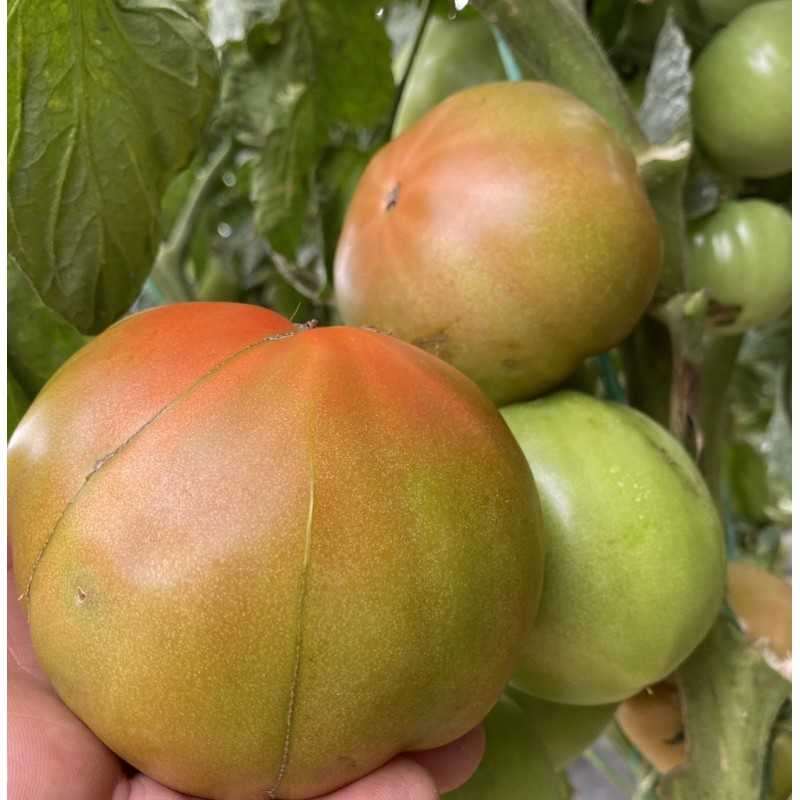 Tomate Valenciano (Optima) 5 kg