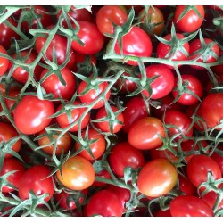 Bio-Cherry Tomato 1 kg