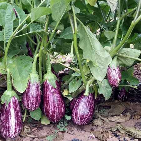 Aubergine and Green Peppers 4 Kg (from conversion to Organic Farming)