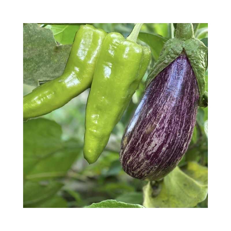Aubergine and Green Peppers 4 Kg (from conversion to Organic Farming)