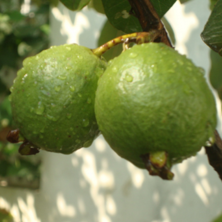 Boîte de goyaves biologiques avec 4 fruits (guayabas)