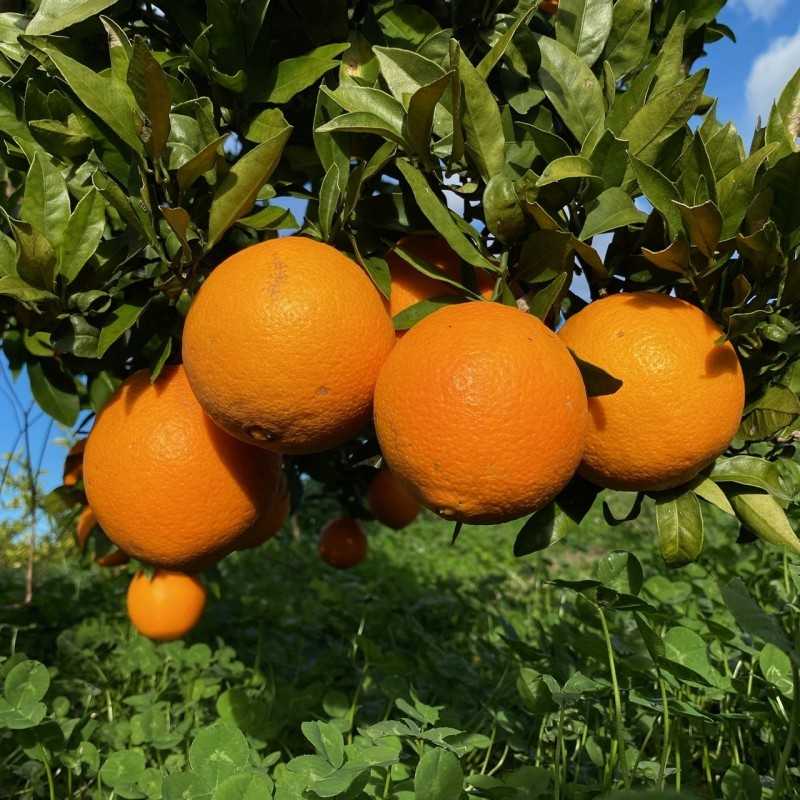 Bio-Orangen aus Spanien, Kaufen