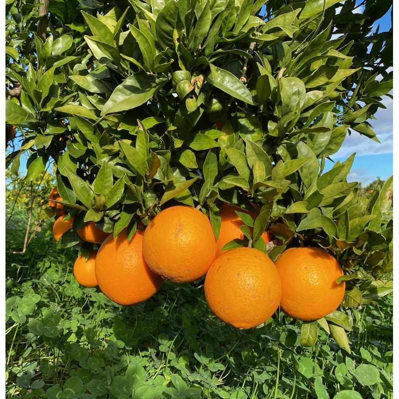 Gelee Bauch Bohnen Mandarine Orange + Insel Punsch 3D Auto Hause  Lufterfrischer