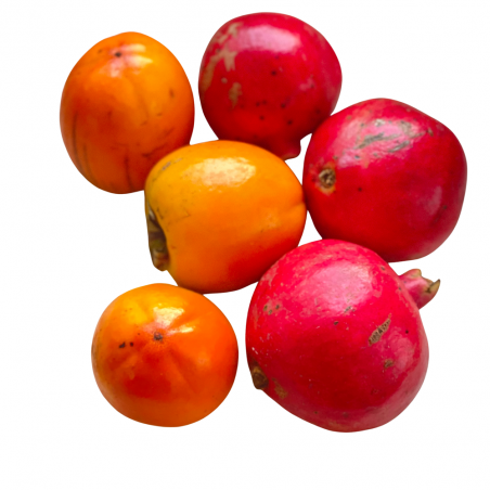3 Früchte: Bio-Guayabas 1 kg, Bio-Kakis 3 kg, Bio-Granatäpfel 1 kg  (insgesamt 5 kg) (guayabas kakis y granadas)
