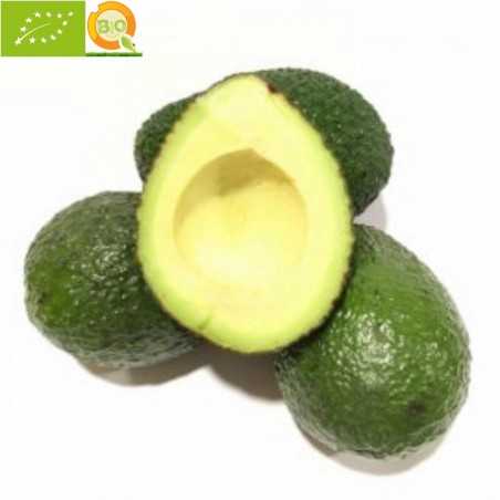 Avocados "Hass" 10 kg (from conversion to Organic Farming)