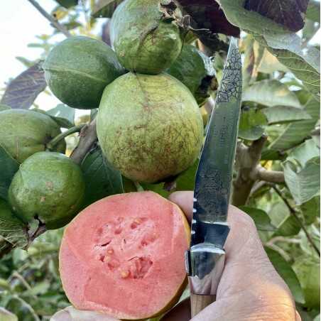 Organic Guavas box with 4 fruits (guayabas)