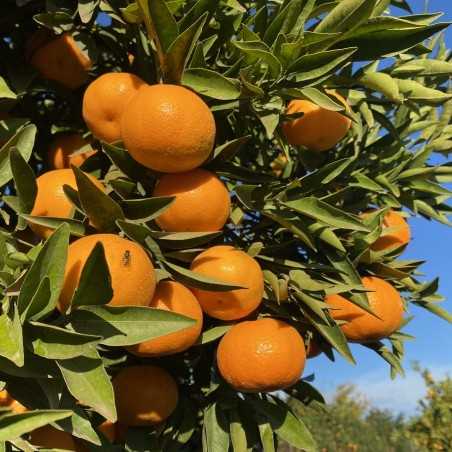 Organic: Tangerines 8 kg, Pomegranates 2 kg, 10 Kg
