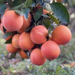 Naranja Roja Tarocco 5 Kg