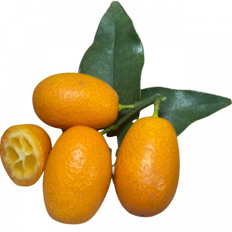 Kumquats Bio