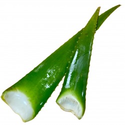 Aloe-vera- 1-2 Blätter...