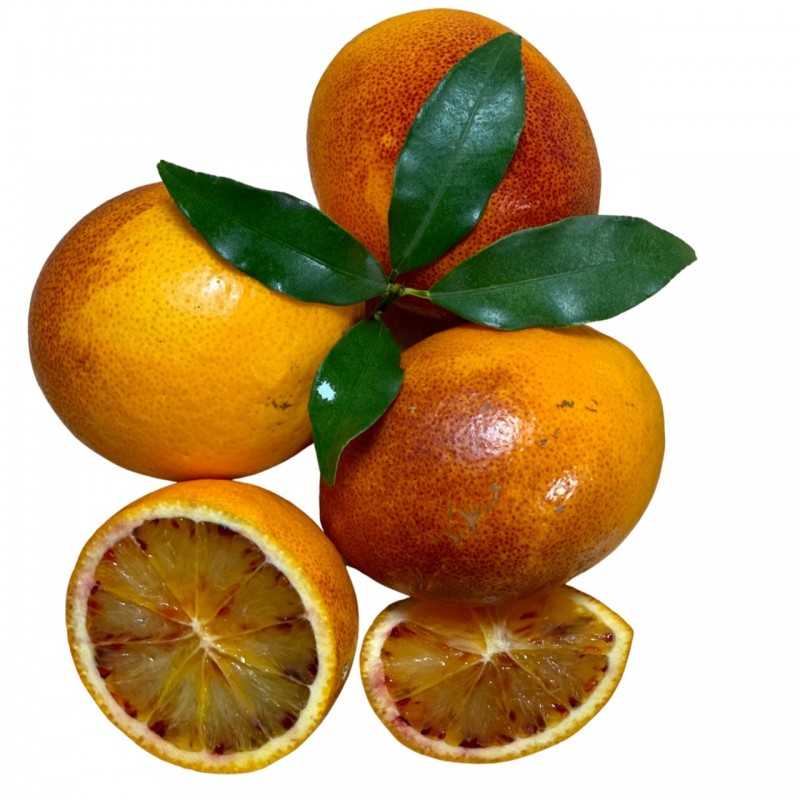 Naranja Sanguina
