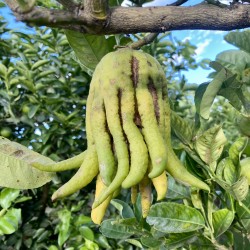 Buddhas Hand (1 Frucht)