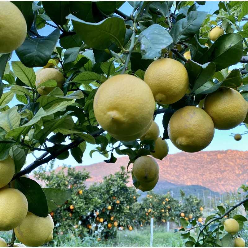 Kaufen Zitronen | Quieronaranjas, Familia Casesnoves,