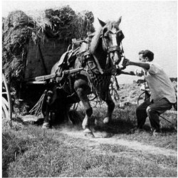 El padre de Eduardo y Javier transportando arroz años 1960