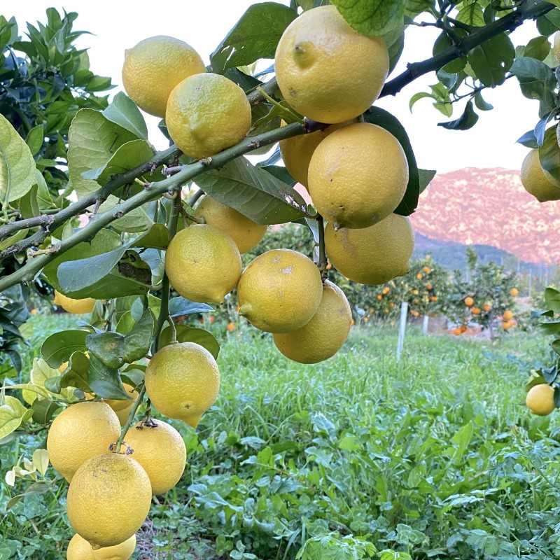 Citron Jaune ( lot de 4 )Portugal - Goncalves Fruits et Légumes