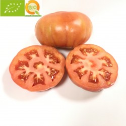 Valencianischen Tomaten...