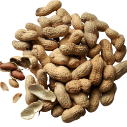 Roasted peanuts 500 g (cacau)