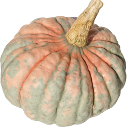 Pumpkins , 4-5 kg