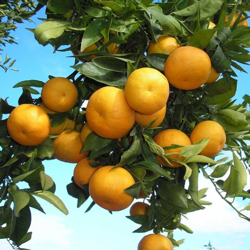 Kaufen Orangen 5 kg. Mandarinen 3 kg. Zitronen 2 kg. (insgesamt 10