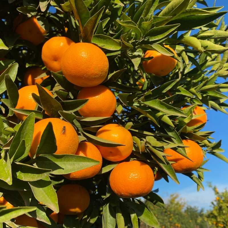 https://quieronaranjas.com/6922-large_default/orangen-5-kg-mandarinen-3-kg-zitronen-2-kg-insgesamt-10-kg.jpg