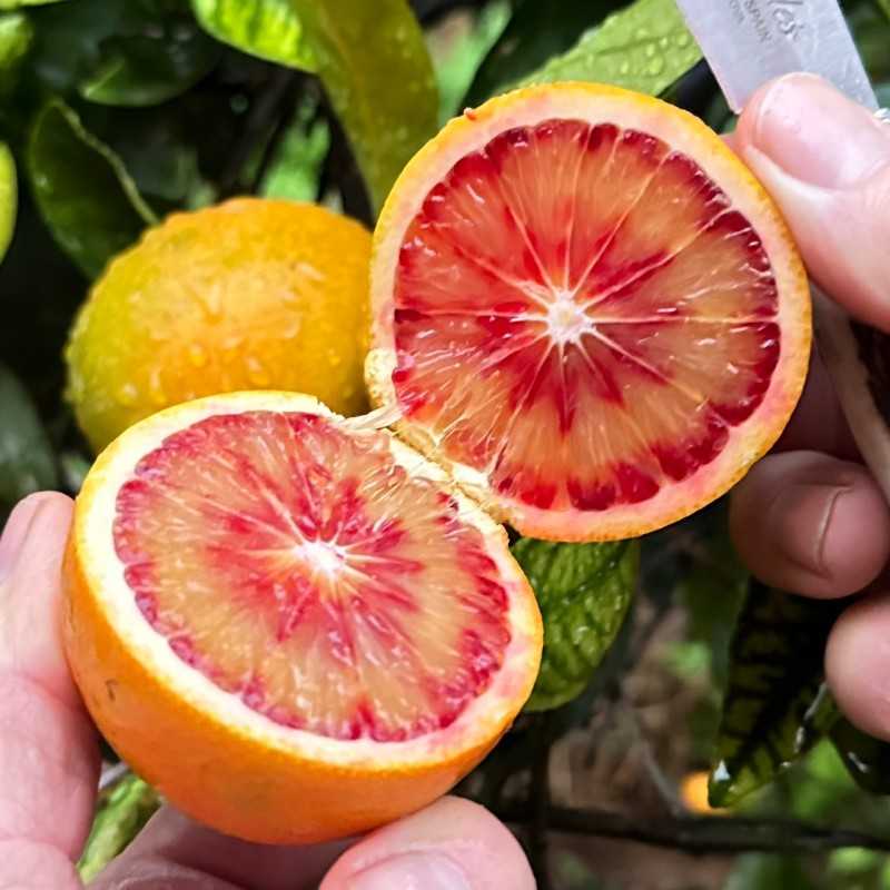 Orangen und Mandarinen aus Valencia zu Hause kaufen - Orangen Online