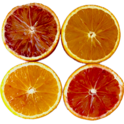 Oranges Jus Tarocco (petit...
